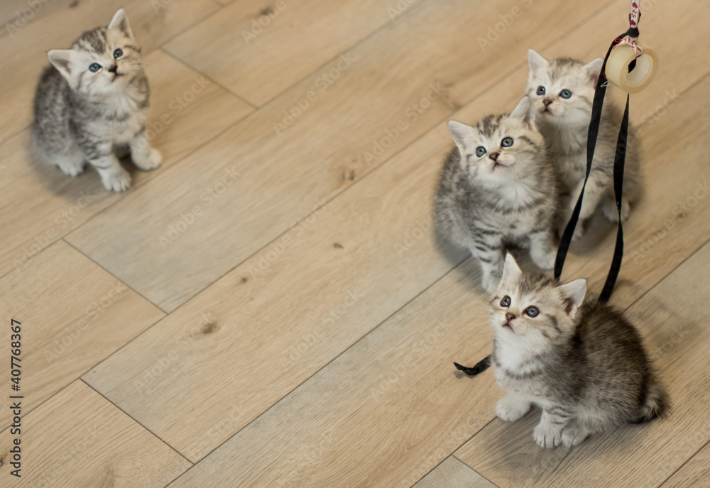 Cute newborn kittens, white colored with grey stripes, looking straight up