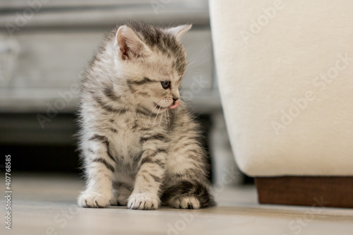 Cute newborn kitten, white with grey stripes licking his nose