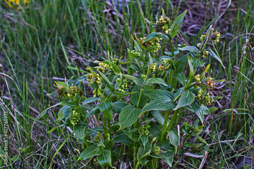 Vincetoxicum hirundinaria white swallow wort photo