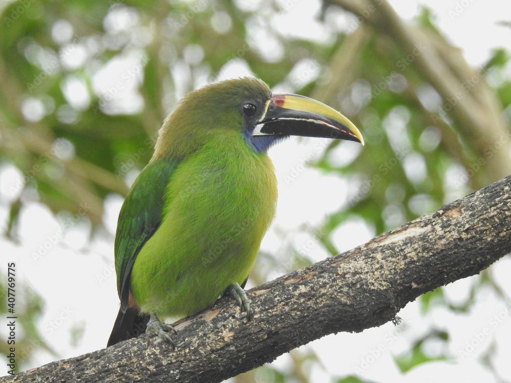 Fototapeta premium Emerald Toucanet