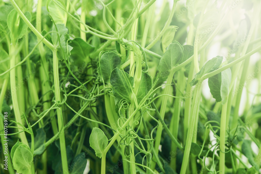 Obraz premium Close up sprouts of young green peas. Microgreens on a white background. The concept of growing plants with healthy food