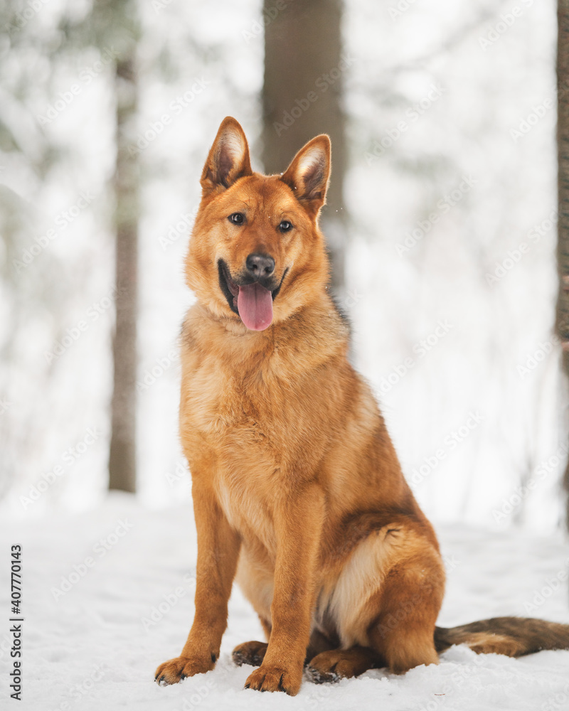 Naklejka premium dog in snow