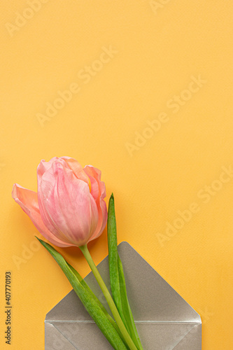 Fototapeta Naklejka Na Ścianę i Meble -  Tender pink tulip in elegant grey envelope on bottom of pastel yellow background. Flat lay. Copy space. Place for text. Concept of international women's day, mother's day, easter. Valentines love day
