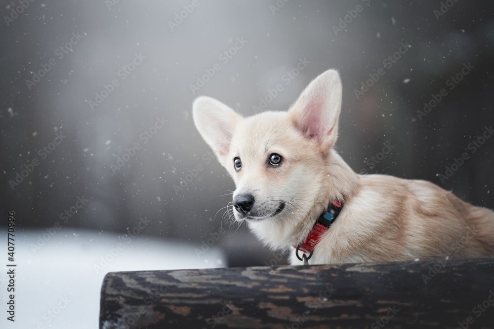 Obraz premium portrait of a dog