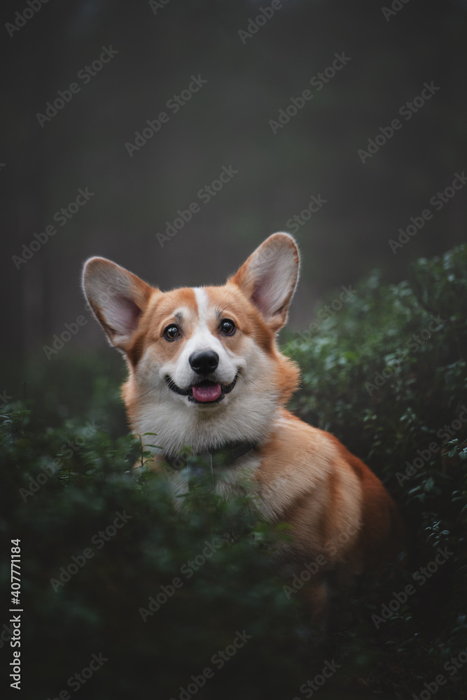 welsh corgi pembroke welsh corgi pembroke