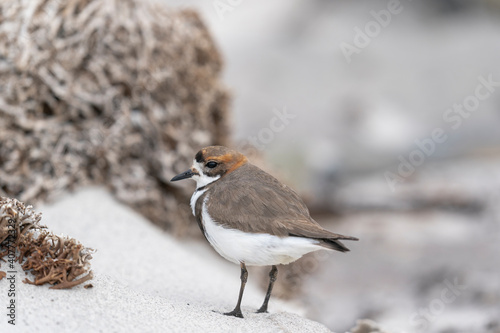 The Two-banded Plover (Charadrius falklandicus) photo