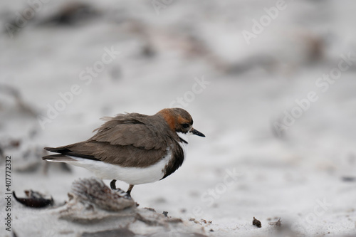 The Two-banded Plover (Charadrius falklandicus)