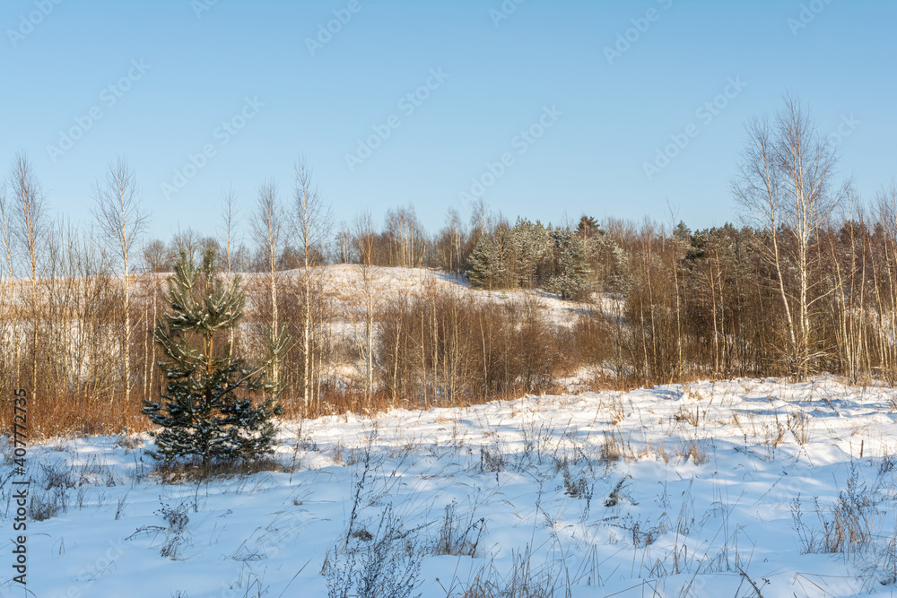 Winter sunny day. Snow field and forest with small spruce tree. Little snow, dry grass, trunks on hill on bright blue sky natural background. Northern landscape Winter sunny day. Snow field and forest with small spruce tree. Little snow, dry grass, trunks on hill on bright blue sky natural background. Northern landscape