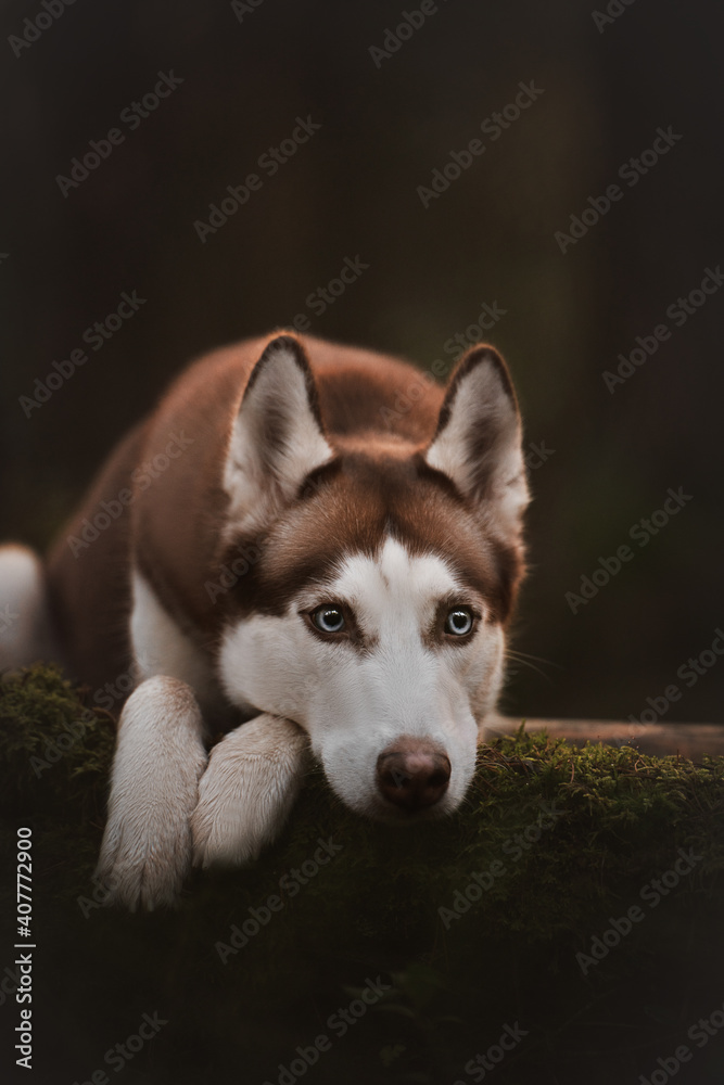 siberian husky puppy siberian husky puppy