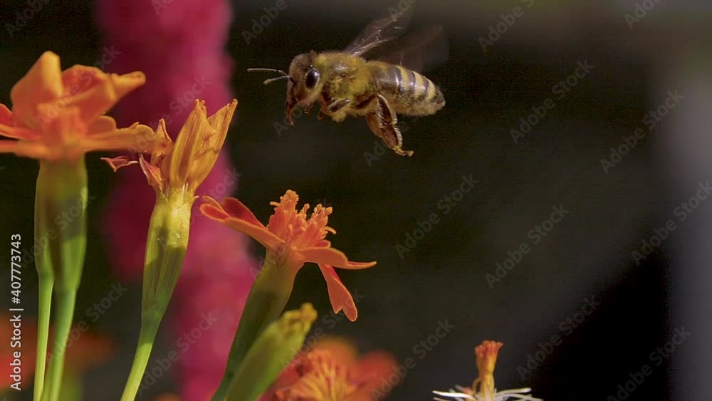 Honeybee flying from blossom to blossom Honeybee flying from blossom to blossom