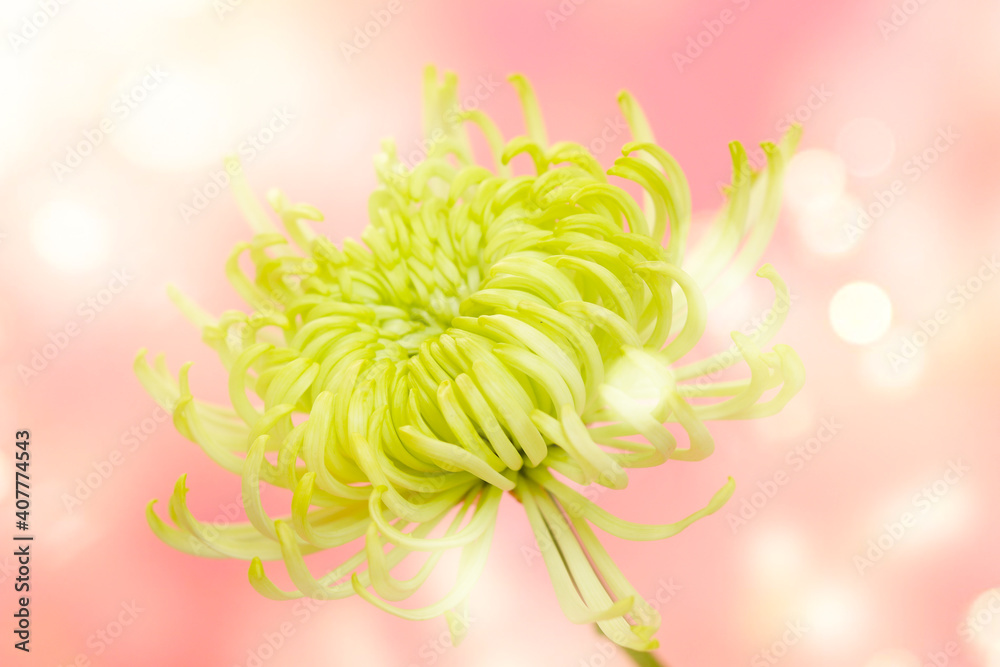 Сhrysanthemum flowers. Blooming Green Сhrysanthemum flowers over a bright background. Holiday background. Valentine's Day and love background. Сhrysanthemum flowers. Blooming Green Сhrysanthemum flowers over a bright background. Holiday background. Valentine's Day and love background.