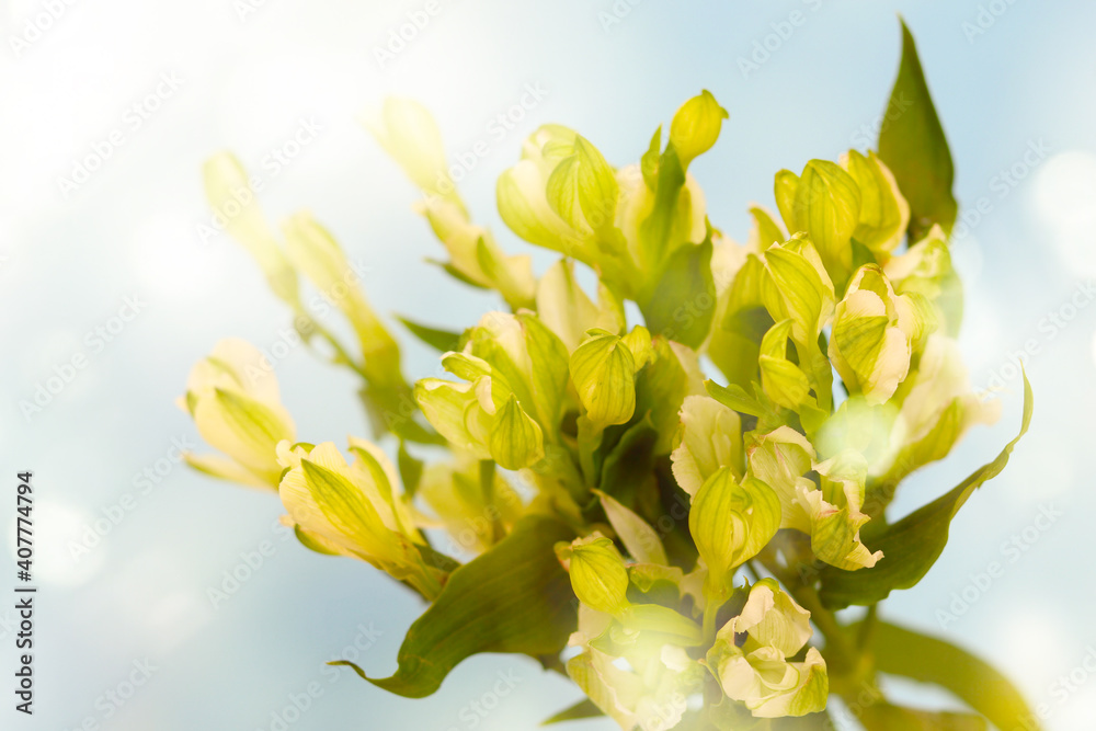 Obraz premium Fresh green flowers, wedding, and holiday arrangements. Valentine`s Day and holiday background.