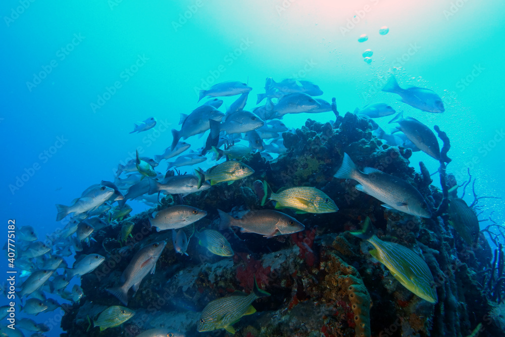 Fototapeta premium Diving at the Royal Mail Steamer Rhone sank 1867, Island Salt, British Virgin Island, Caribbean wreck dive, Fun diving with beautiful fishes
