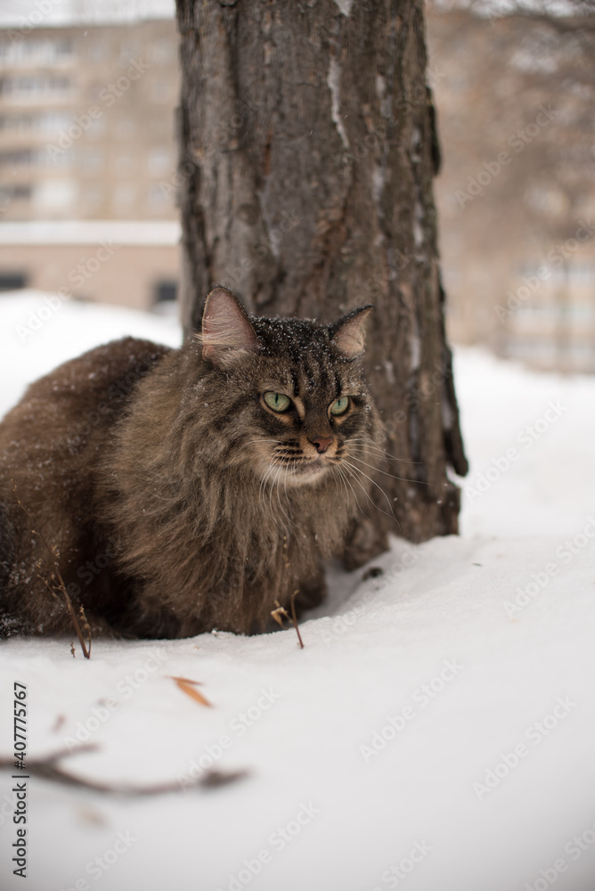 beautiful fluffy cat walks in the snow in winter beautiful fluffy cat walks in the snow in winter