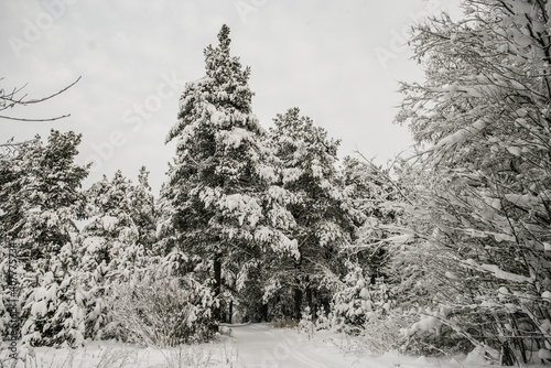 Ski trail among snow-covered fir trees photo