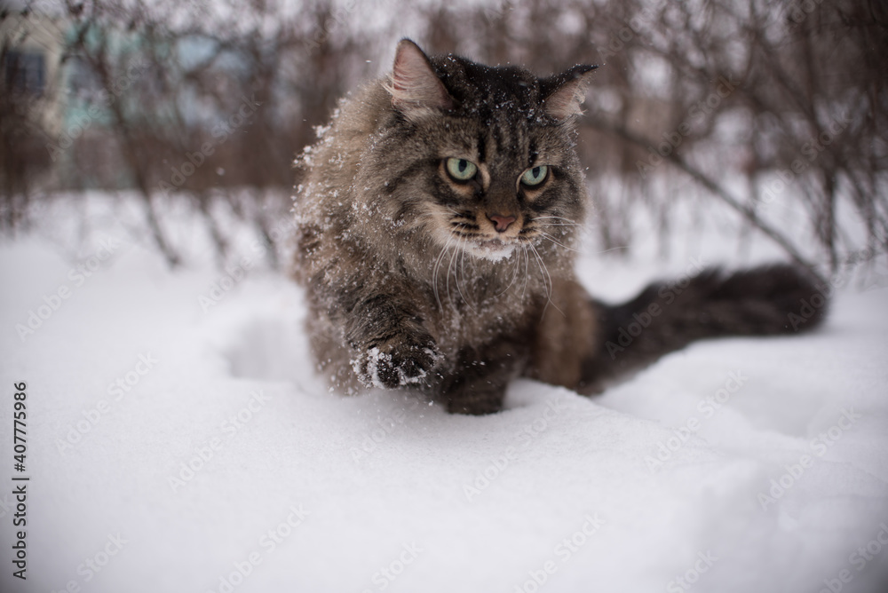 beautiful fluffy cat walks in the snow in winter beautiful fluffy cat walks in the snow in winter