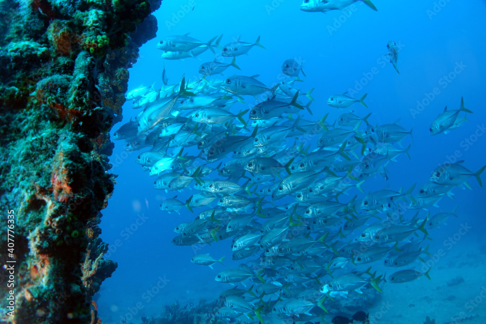 Fototapeta premium Diving at the Royal Mail Steamer Rhone sank 1867, Island Salt, British Virgin Island, Caribbean wreck dive, Fun diving with beautiful fishes