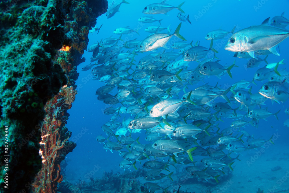 Diving at the Royal Mail Steamer Rhone sank 1867, Island Salt, British Virgin Island, Caribbean wreck dive, Fun diving with beautiful fishes