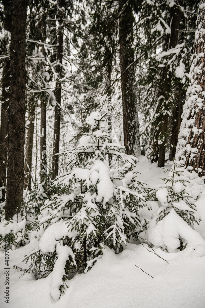 Snow-covered forest Snow-covered forest