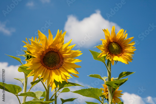 Sonnenblumen  Helianthus annuus   Sonnenblumenfeld
