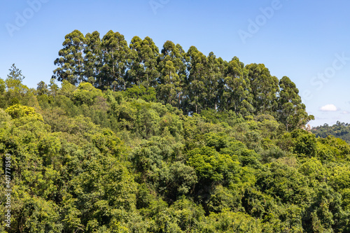 Forest with eucalyptus trees