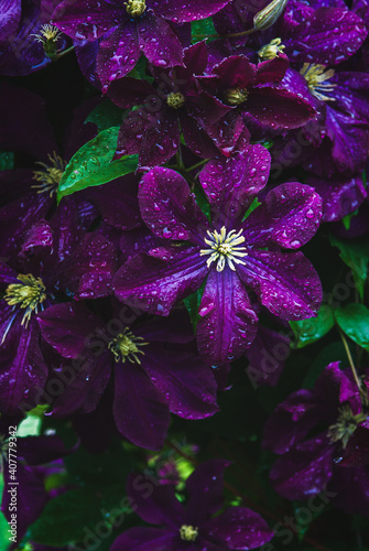 Purple clematis flowers in water drops, vertical frame shot photo