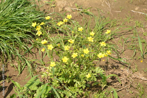 Ranunculus acris (Meadow buttercup, Tall buttercup) with her yellow flowers photo