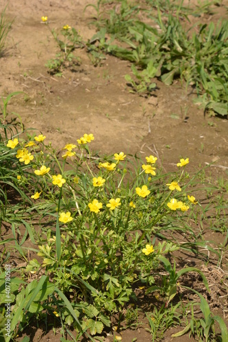 Ranunculus acris (Meadow buttercup, Tall buttercup) with her yellow flowers photo