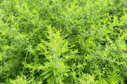Closeup of fresh growing sweet wormwood in the wild field, Chinese traditional medicinal herb photo