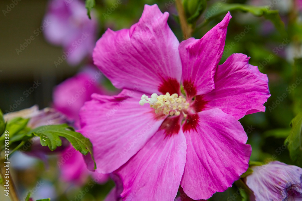 Beautiful fuchsia hibiscus, (Hibiscus syriacus). Close up. Beautiful fuchsia hibiscus, (Hibiscus syriacus). Close up.