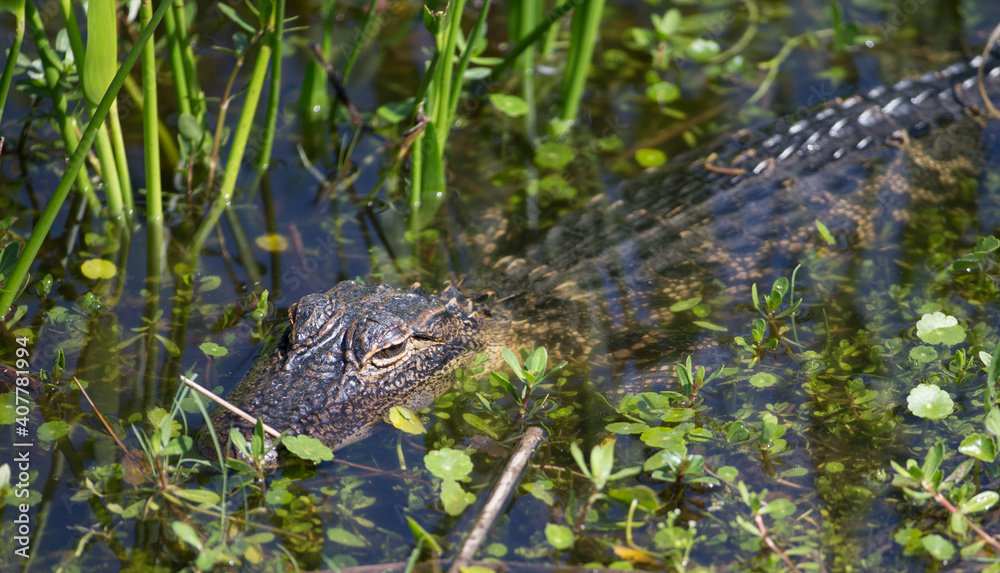 Fototapeta premium North American Alligator in a Florida Marsh