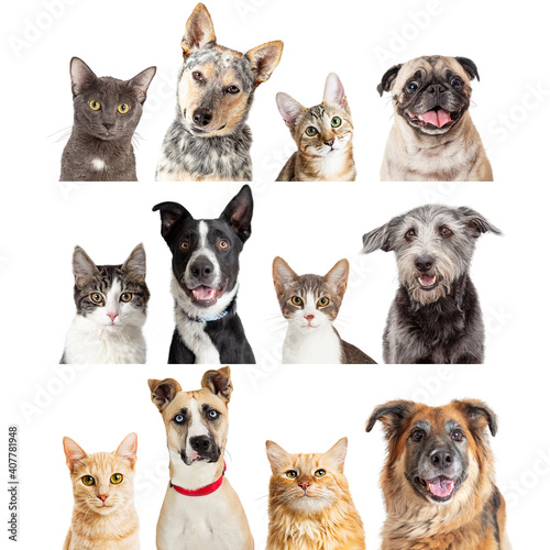 Fototapeta Naklejka Na Ścianę i Meble -  Collage of closeup dogs and cats
