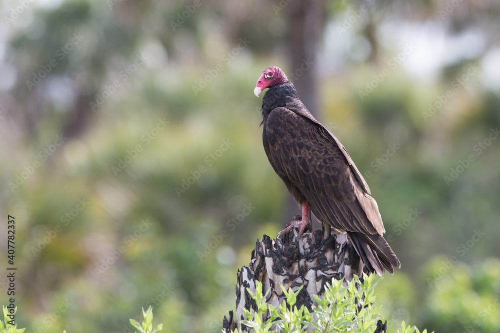 Obraz premium Turkey Vulture perched on tree Stump