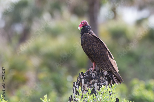 Turkey Vulture perched on tree Stump