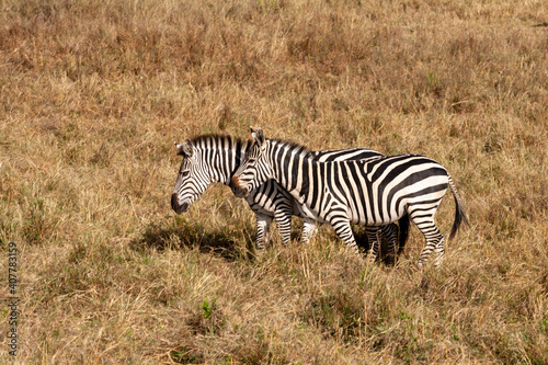 Pair of Zebra in South Africa