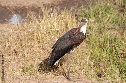 Wooly-necked Stork in the Masai Mara of Kenya Africa