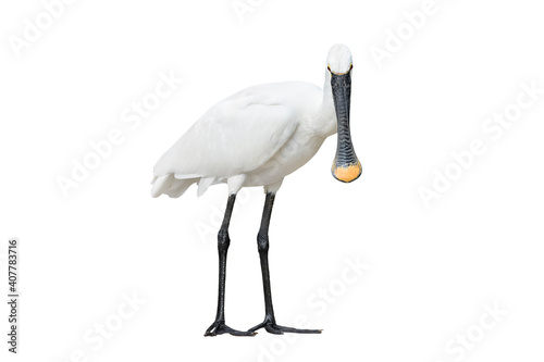 Eurasian spoonbill isolated on white background full length. The Eurasian spoonbill or common spoonbill is a wading bird of the ibis and spoonbill family Threskiornithidae photo