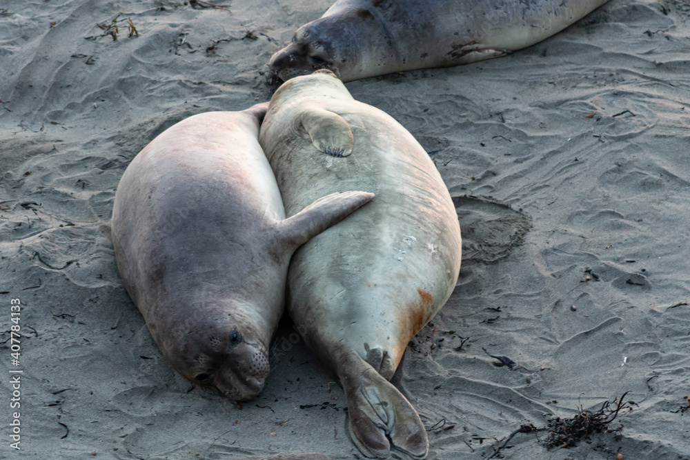 Elephant seals resting on beach in California at sunset Elephant seals resting on beach in California at sunset