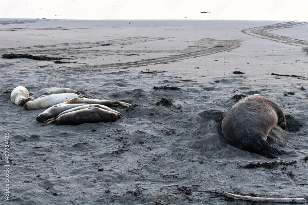 Fototapeta premium Elephant seals resting on beach in California at sunset
