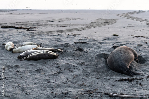 Elephant seals resting on beach in California at sunset photo