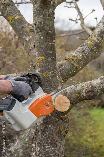 Gardener Cuts Out With Chainsaw Fruit Tree - Close-up