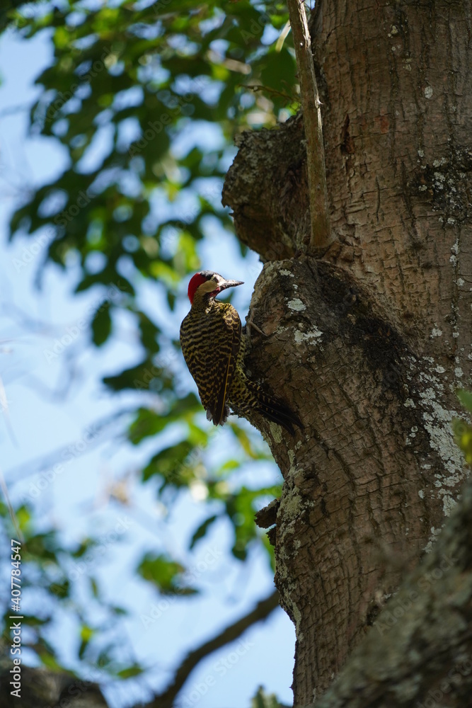 Obraz premium Green-barred Woodpecker bird on a tree