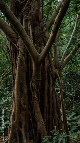 Aerial Root