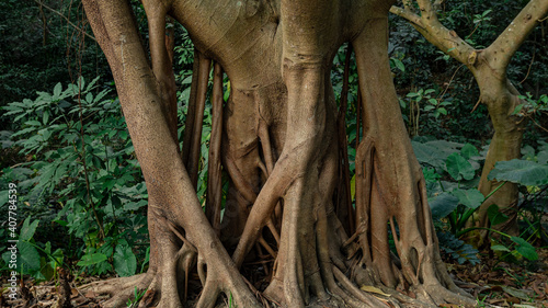 Aerial Root