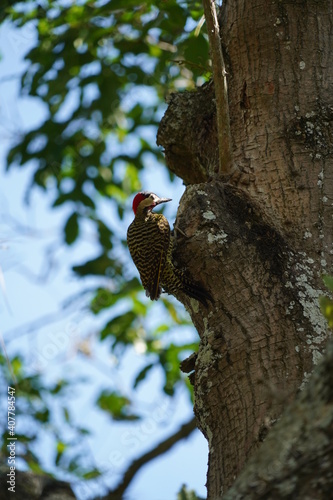 Green-barred Woodpecker bird on a tree © Ana