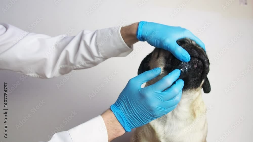 Pug Rashes Pug dog has a wound, itchy spot, skin problem, redness. Dermatitis ...