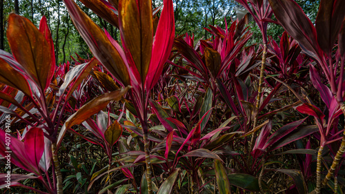 Park plants in early spring