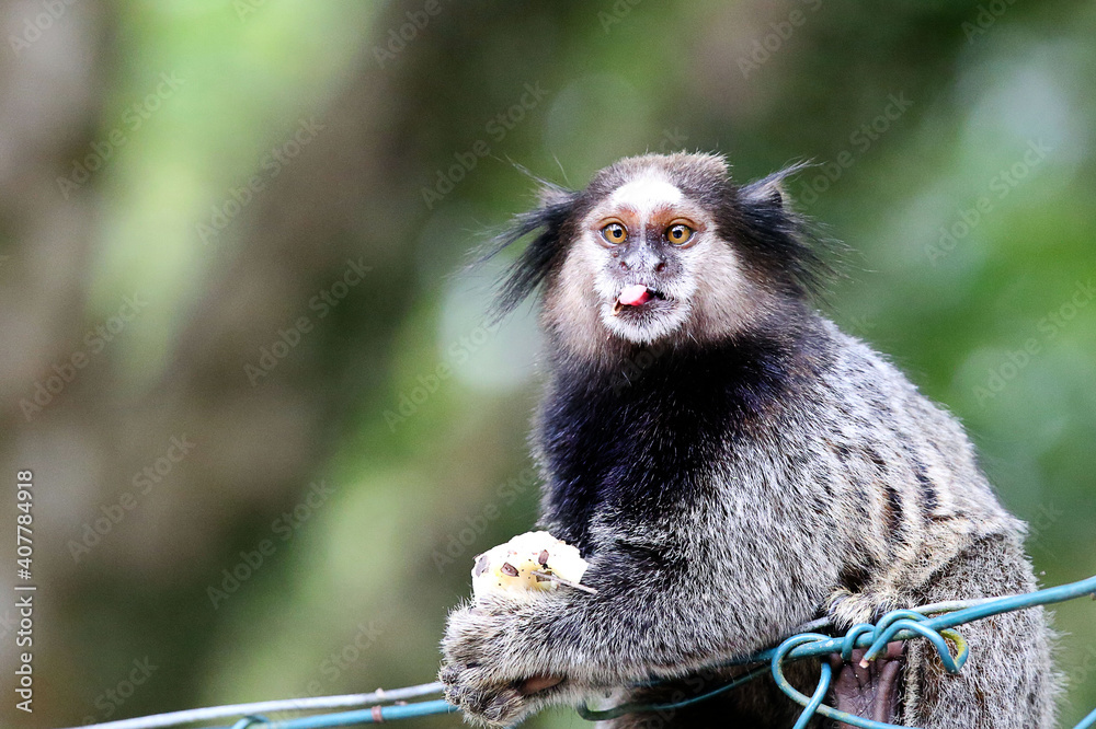 Macaco sagui · Free Stock Photo