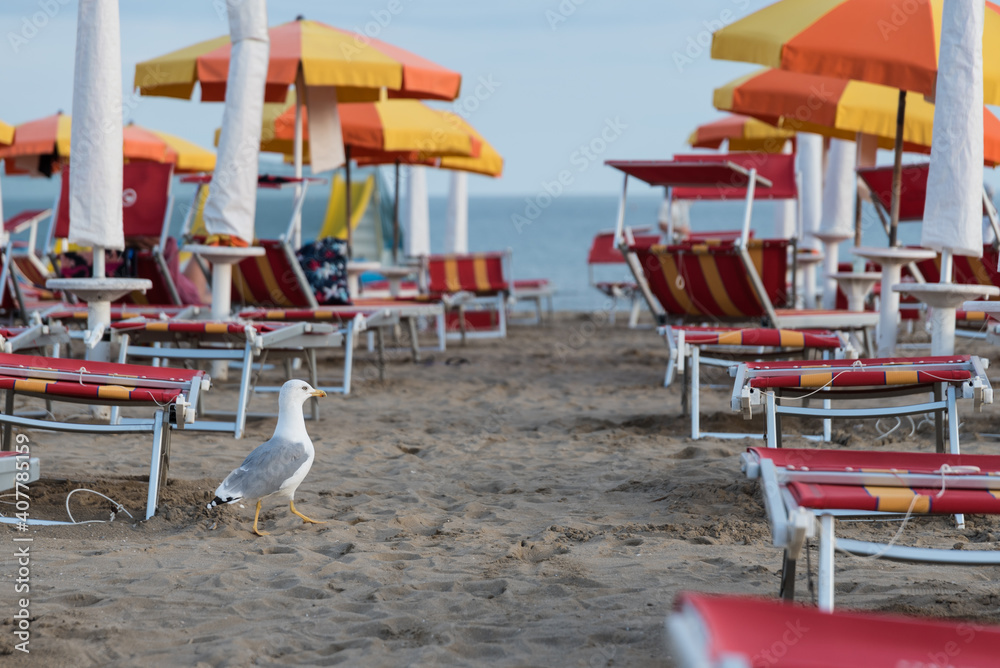 Seagull Walks On The Sandy Beach Between Sunbeds And Umbrellas