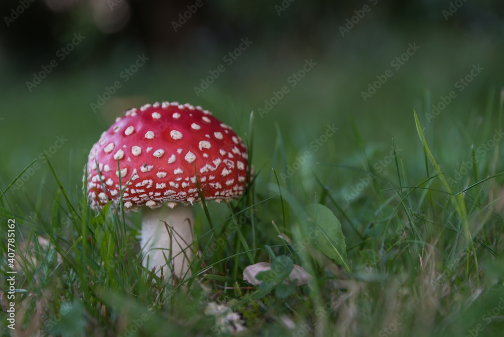 Bright Red Toadstool In Lush Green Meadow Bright Red Toadstool In Lush Green Meadow